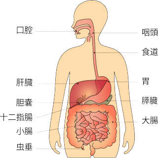 食道(Esophagus)は消化管の一部