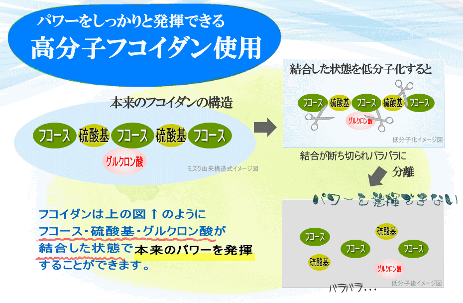 高分子フコイダン、構造、本来のパワー発揮