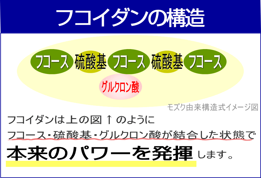 フコース・グルクロン酸・硫酸基の結合