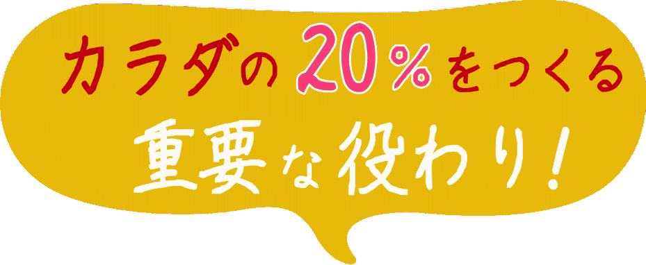 カラダの２０％をつくる重要な役割
