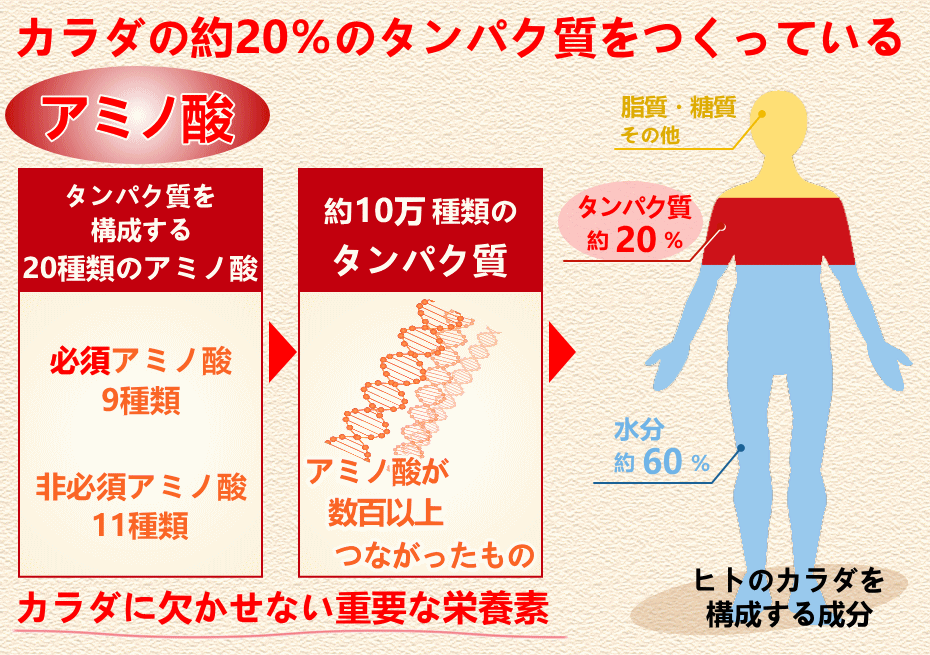 アミノ酸はタンパク質になり構成