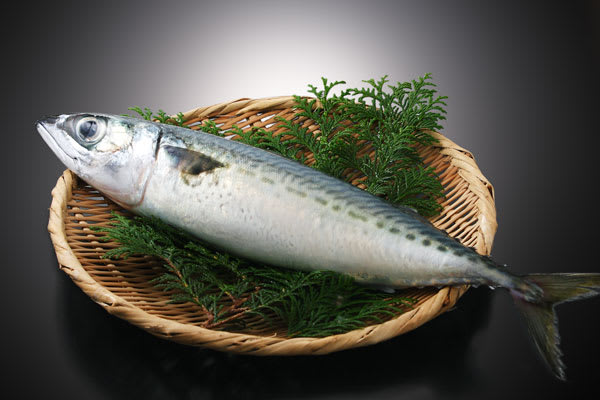 サバ 青魚健康パワー
