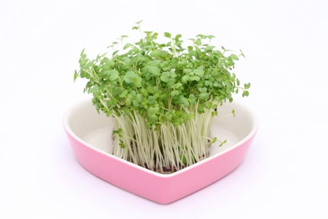 野菜高騰にスプラウト