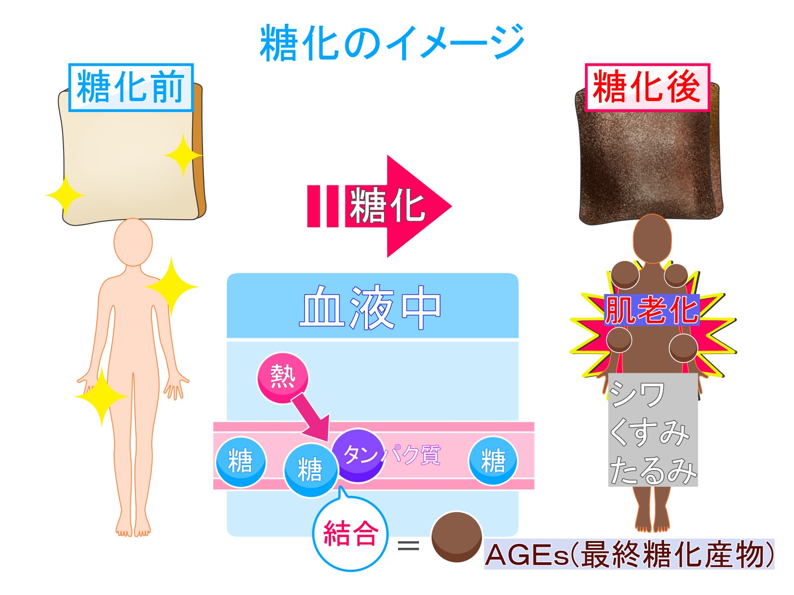 終末糖化産物AGEとは