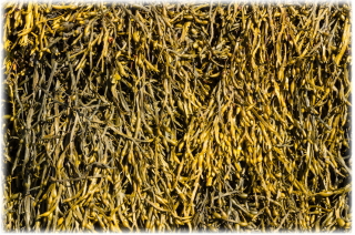 アスコフィラムノドサム