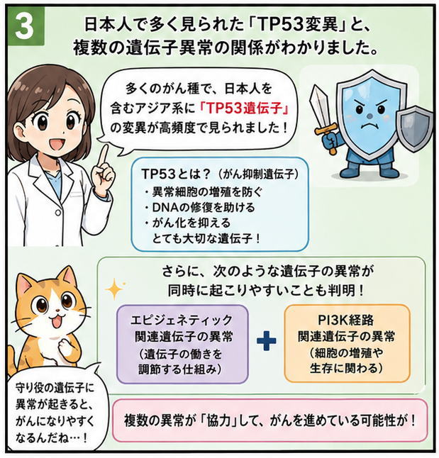 日本人で多くみられた「TP53変異」と、複数の遺伝子異常の関係がわかりました。多くのがん種で、日本人を含むアジア系に「TP53遺伝子」の変異が高頻度で見られました。と解説する女性のイラスト