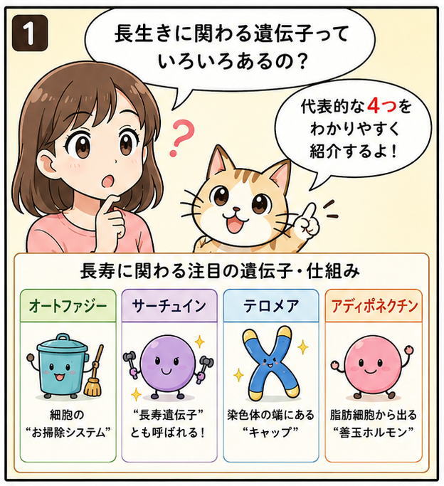 「長生きにかかわる遺伝子っていろいろあるの？」と質問する女の子と「代表的な４つをわかりやすく紹介するよ」と話す猫のイラスト