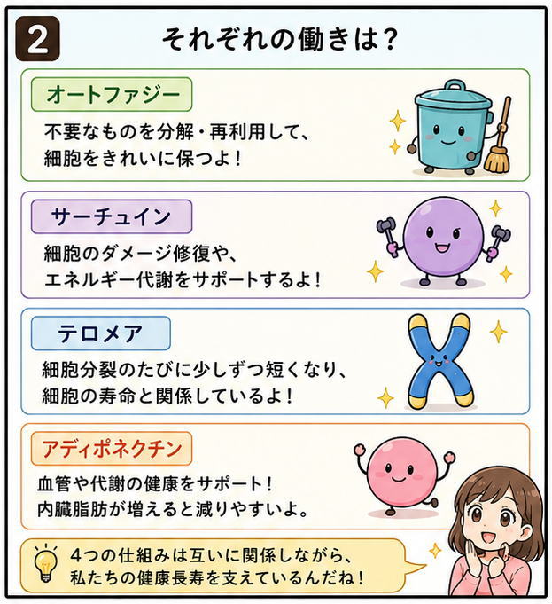 オートファジー、サーチュイン、テロメア、アディポネクチンという４つの働きを解説するイラスト