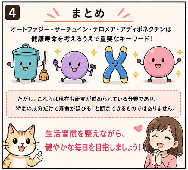まとめ、として。オートファジー、サーチュイン、テロメア、アディポネクチンは、健康寿命を考えるうえで重要なキーワード。ただし、これらは現在も研究が進められている分野であり、「特定の成分だけで寿命が延びる」と断定できるものではありません、と書かれたイラスト