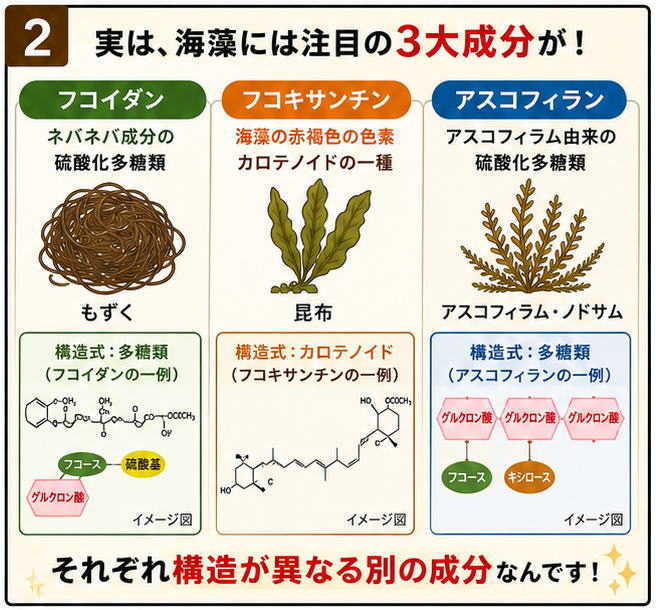 実は、かいそうには注目の３大成分が！と書かれた文字と、フコイダン、フコキサンチン、アスコフィランの説明。それぞれ構造が異なる別の成分なんです！という文字とそれぞれの構造式のイラスト