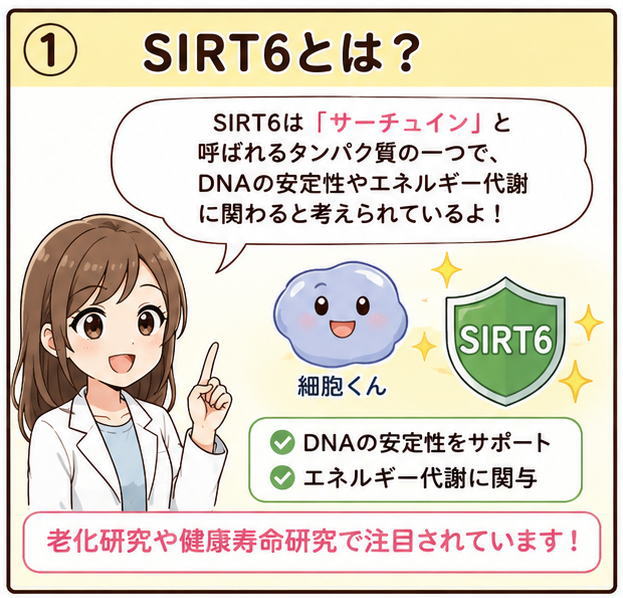 SIRT6とは？というタイトルと、「SIRT6はサーチュインと呼ばれるたんぱく質の一つで、DNAの安定性やエネルギー代謝にかかわると考えられているよ」と解説する白衣を着た女性のイラスト