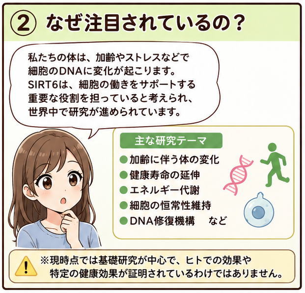 なぜ注目されているの？というタイトルと、「私たちの体は、加齢やストレスなどで細胞のDNAに変化が起こります。SIRT6は、細胞の働きをサポートする重要な役割を担っていると考えられ、世界中で研究が進められています」と解説する白衣を着た女性のイラスト