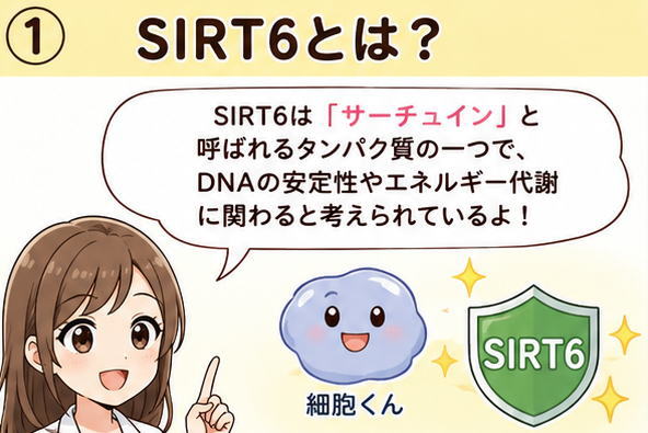 SIRT6は、サーチュインと呼ばれるたんぱく質の一つで、DNAの安定性やエネルギー代謝にかかわると考えられているよ！と話す女性のイラスト