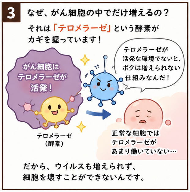 なぜ、がん細胞の中だけで増えるの?それは「テロメラーゼ」という酵素がカギを握っています。という解説イラスト