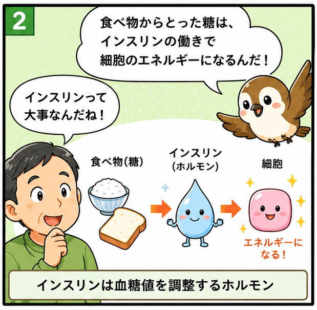 食べ物からとった糖は、インスリンの働きで細胞のエネルギーになるんだ!と説明するすずめのキャラクターと、インスリンって大事なんだね!とつぶやく中年の男性