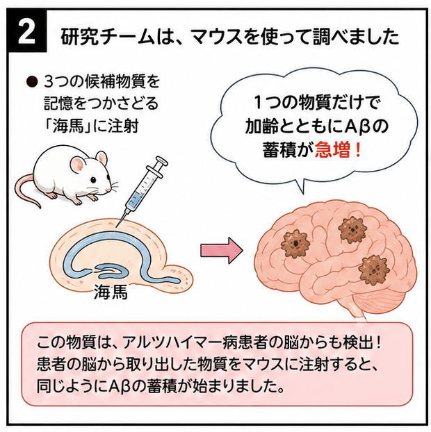 研究チームは、マウスを使って調べました、というタイトルと、「３つの候補物質を記憶をつかさどる海馬に注射」「１つの物質だけで加齢とともにAβの蓄積が急増」という文字と、マウスと海馬に注射しているイラスト