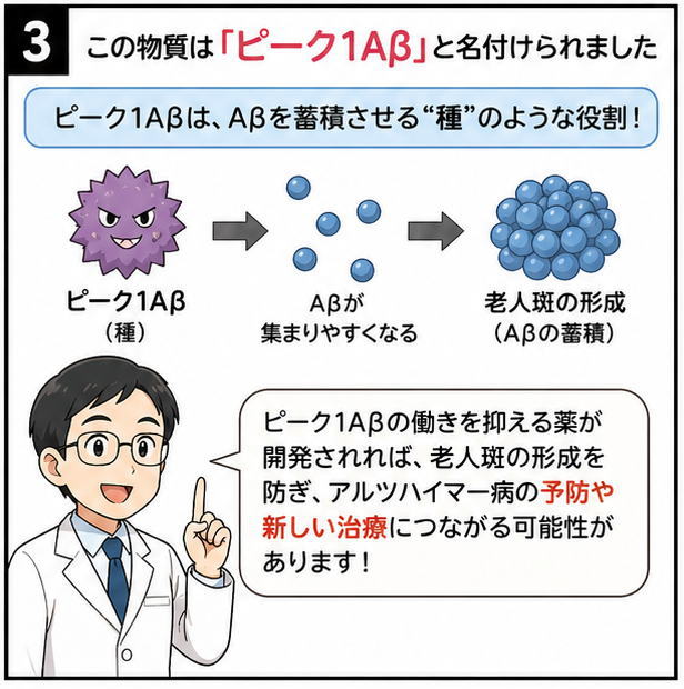 この物質は「ピーク１Aβ」と名付けられました、というタイトルと、ピーク１Aβは、Aβを蓄積させる”種”のような役割。という文字と、「ピーク１Aβの働きを抑える薬が開発されれば、老人班の形成を防ぎ、アルツハイマー病の予防や新しい治療につながる可能性があります」と話す白衣を着た男性のイラスト