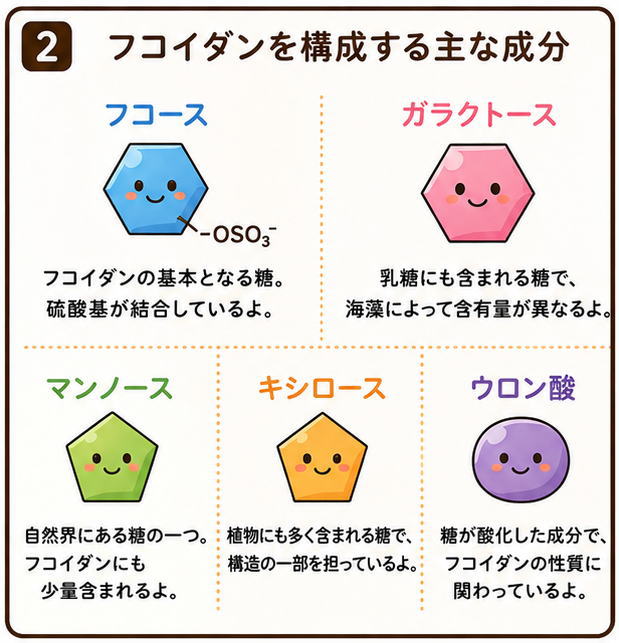 フコイダンを構成する主な成分、というタイトルと「フコース」「ガラクトース」「マンノース」「キシロース」「ウロン酸」のイラストと説明