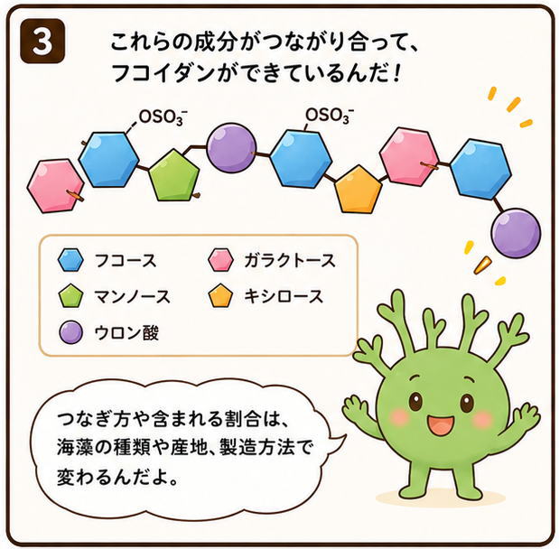 これらの成分がつながりあってフコイダンができているんだ！というイラストと、「つなぎ方や含まれる割合は、海藻の種類や産地、製造方法で変わるんだよ」と説明する、もずくの妖精もずち