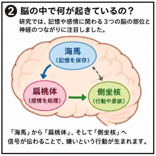 脳の中で何が起きているの？というタイトルと、「研究では、記憶や感情にかかわる３つの脳の部位と神経のつながりに注目祭ました。」「海馬から偏桃体、そして側坐核へ信号が伝わることで、嫌いという行動が生まれます。」という文字と、脳の中のイラスト