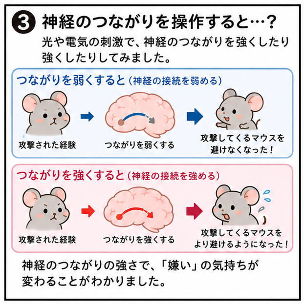 神経のつながりを操作すると…？というタイトルと、光や電気の刺激で、神経のつながりを強くしたり弱くしたりしてみました。神経のつながりの強さで、「嫌い」の気持ちが伝わることがわかりました。という文字と、つながりを弱くするパターンのねずみ2匹とつながりを強くするパターンの2匹のネズミのイラスト