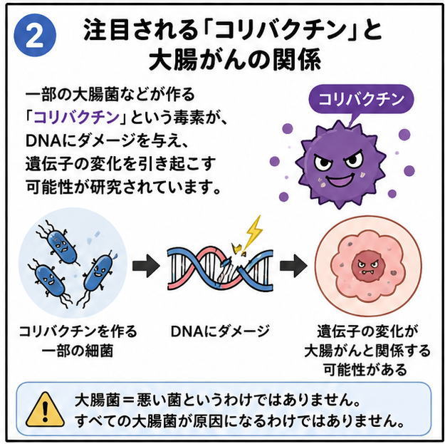 注目される「コリバクチン」と大腸がんの関係というタイトルと、一部の大腸菌などが作る「コリバクチン」という毒素が、DNAにダメージを与え、遺伝子の変化を引き起こす可能性が研究されています。という文字と一連の流れを解説するイラスト