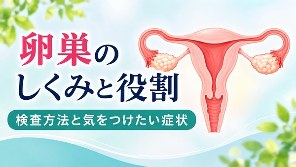 卵巣のしくみと役割、子宮・卵管・卵巣の位置、検査方法と気をつけたい症状を解説するイラスト