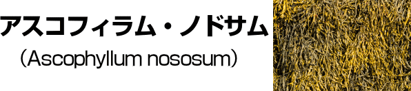 アスコフィラム（Ascophyllum nososum）