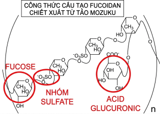 Cấu trúc hóa học của fucoidan cho thấy fucose là thành phần đường chính