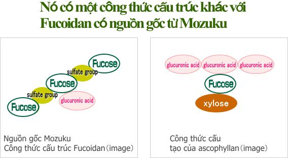 アスコフィランとフコイダン構造式