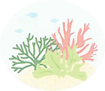 さまざまな海藻からとれるフコイダン