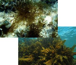 フコイダンがふくまれる褐藻類