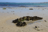 海藻の自己防衛のためのフコイダン