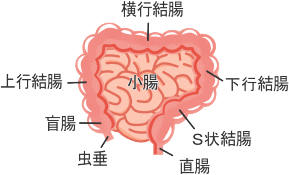 大腸の仕組み
