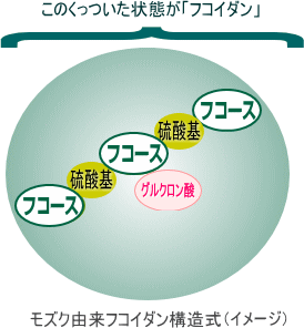 フコダインのモズク由来の構造式