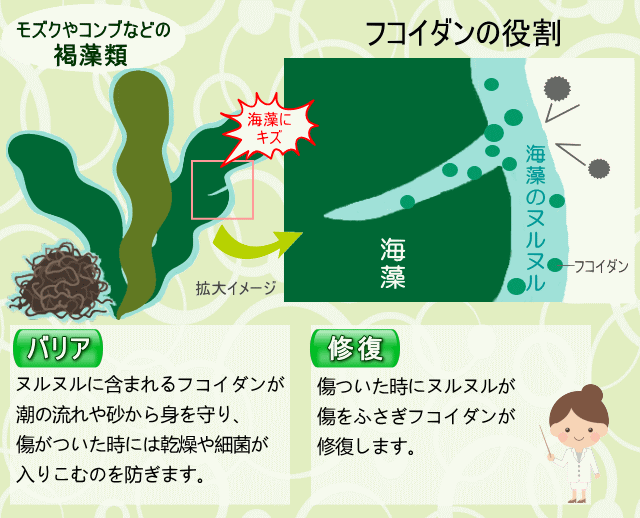 フコダインの役割のバリアと修復