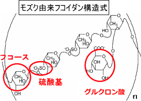 フコイダンがパワーを発揮