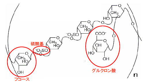 Fucoidan liên kết với các nhóm sulfat và axit glucuronic.