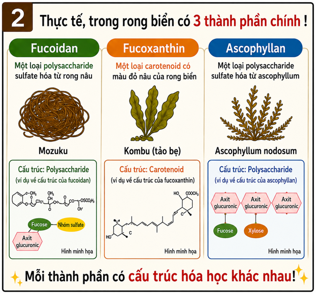 Infographic giới thiệu 3 thành phần chính trong rong biển gồm Fucoidan, Fucoxanthin và Ascophyllan, cùng nguồn gốc, đặc điểm cấu trúc và hình minh họa của từng thành phần.