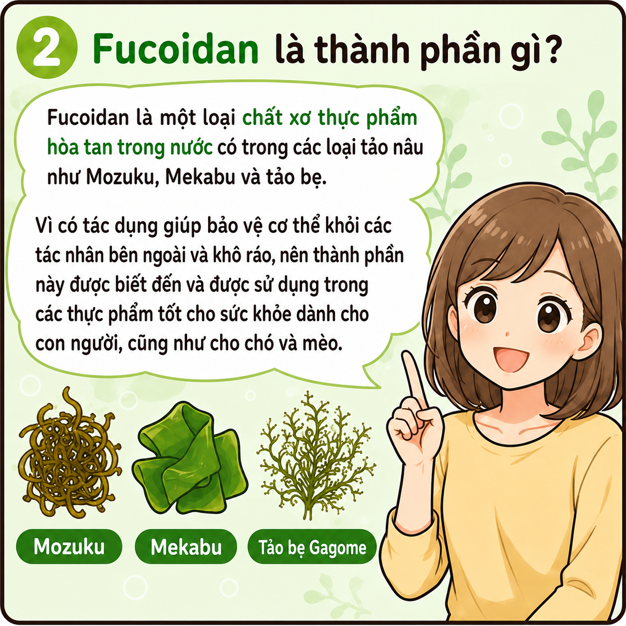 Minh họa hoạt hình giải thích Fucoidan là gì, với hình ảnh một cô gái đang giới thiệu ba loại tảo nâu: Mozuku, Mekabu và tảo bẹ Gagome.