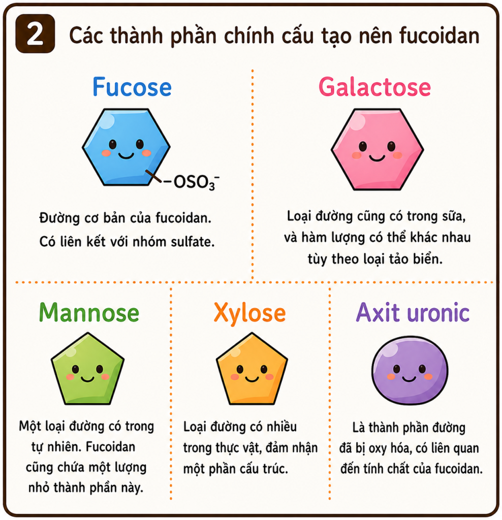 **Văn bản thay thế (Alt text):**

Infographic minh họa các thành phần chính cấu tạo nên fucoidan gồm **fucose, galactose, mannose, xylose và axit uronic** bằng các biểu tượng nhiều màu sắc dễ thương. Hình ảnh giải thích rằng các thành phần này liên kết với nhau để tạo thành fucoidan và tỷ lệ của chúng có thể khác nhau tùy theo loại rong biển, nguồn gốc và phương pháp sản xuất. Cuối cùng, infographic nhấn mạnh rằng fucoidan không chỉ gồm fucose mà là một loại **đa đường** được tạo thành từ nhiều thành phần khác nhau, giúp người đọc hiểu rõ hơn khi lựa chọn nguyên liệu và sản phẩm.

