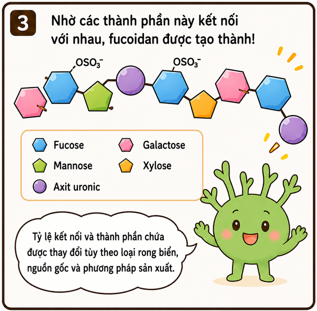 **Văn bản thay thế (Alt text):**

Infographic gồm 4 phần giải thích rằng **fucoidan không chỉ được tạo thành từ fucose** mà là một loại **đa đường** gồm nhiều thành phần như **fucose, galactose, mannose, xylose và axit uronic**. Các hình minh họa bằng nhân vật hoạt hình và biểu tượng phân tử cho thấy những thành phần này liên kết với nhau để tạo thành fucoidan, đồng thời nhấn mạnh rằng tỷ lệ các thành phần có thể thay đổi tùy theo **loại rong biển, nguồn gốc và quy trình sản xuất**. Nội dung khuyến khích người đọc hiểu rõ thành phần để lựa chọn sản phẩm phù hợp.
