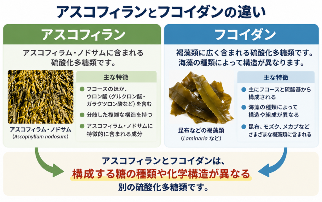 アスコフィランとフコイダンの構成する糖や化学構造の違い