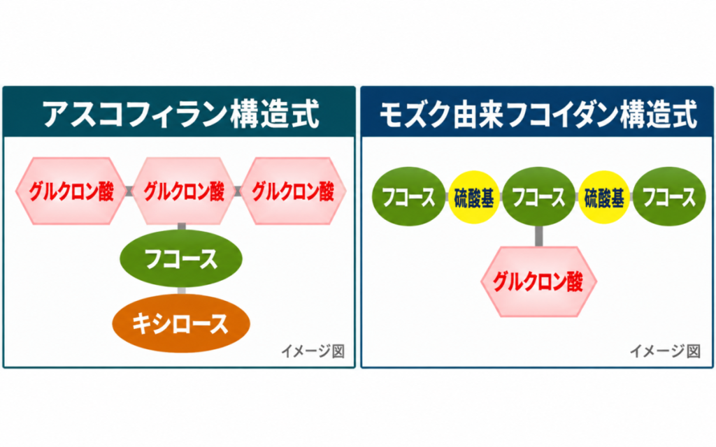 アスコフィランとモズク由来フコイダンの構造の違いを示したイメージ図