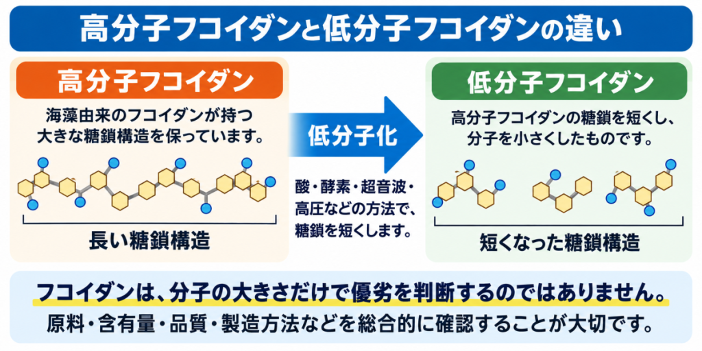 高分子フコイダンと低分子フコイダンの糖鎖構造と低分子化の違い