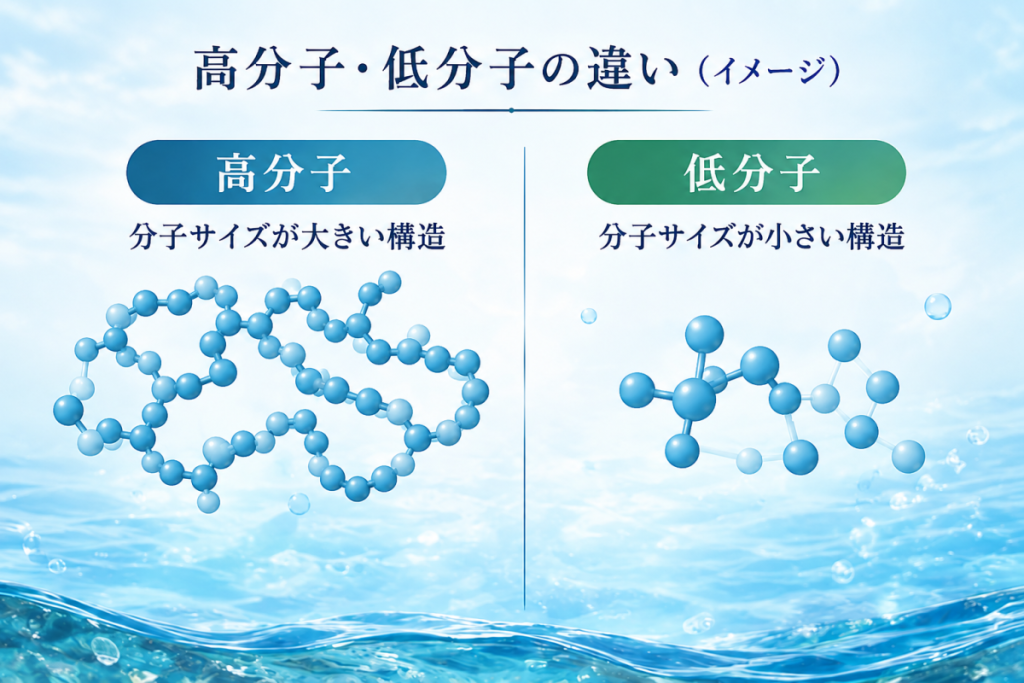 フコイダンの高分子と低分子の違いを示したイメージ図
