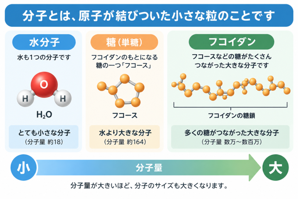 水分子・糖・フコイダンを比較した分子量と分子サイズのイメージ
